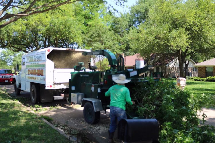 309800 care green dallas tree service removal