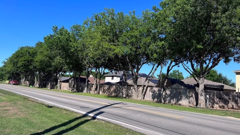 309856 edgars tree service llc 768x432