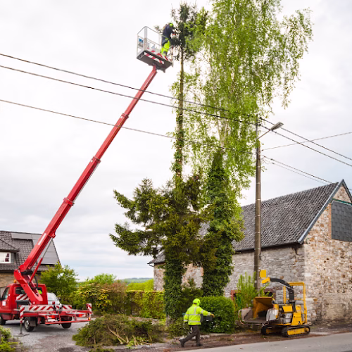 309871 west austin tree service