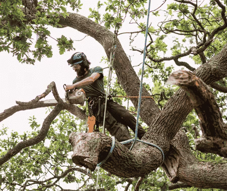 309908 good deal tree service llc