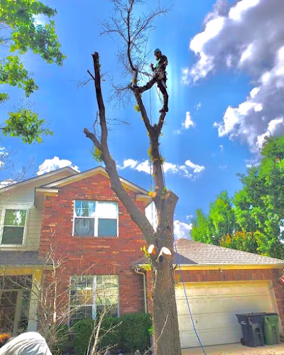 309917 sweetgrass 512 landscaping tree services