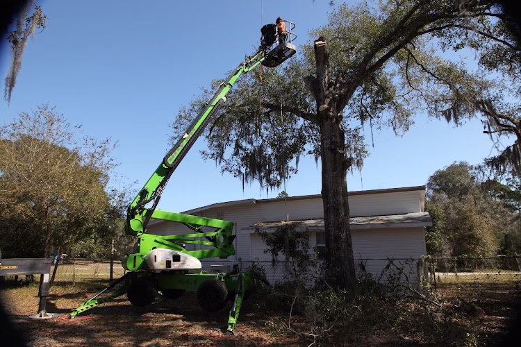 309944 yellowstone tree care jacksonville