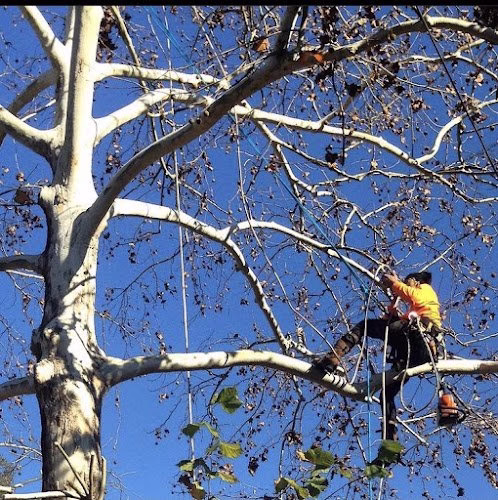 309972 jax local tree care and service llc
