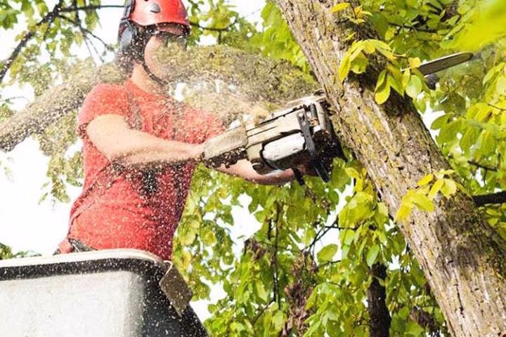 309976 big bens tree service inc