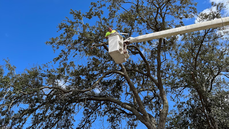 309980 thomas family tree service