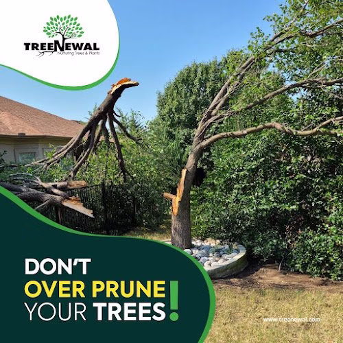 310017 treenewal certified arborist