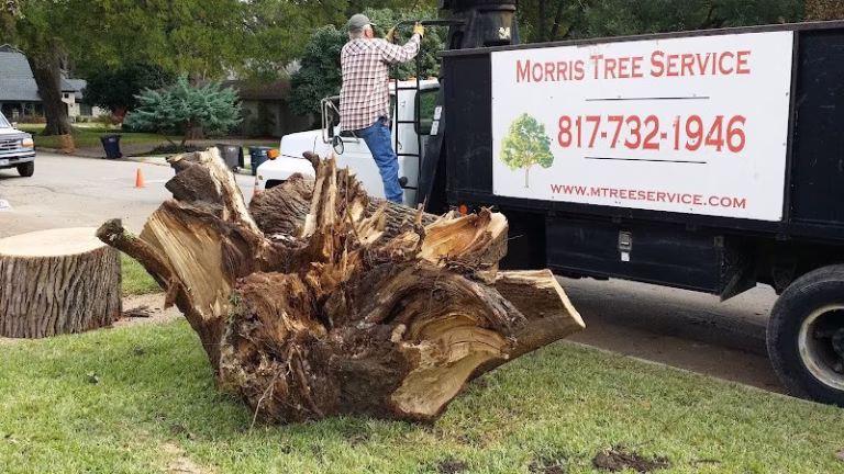 310046 morris tree service 768x432