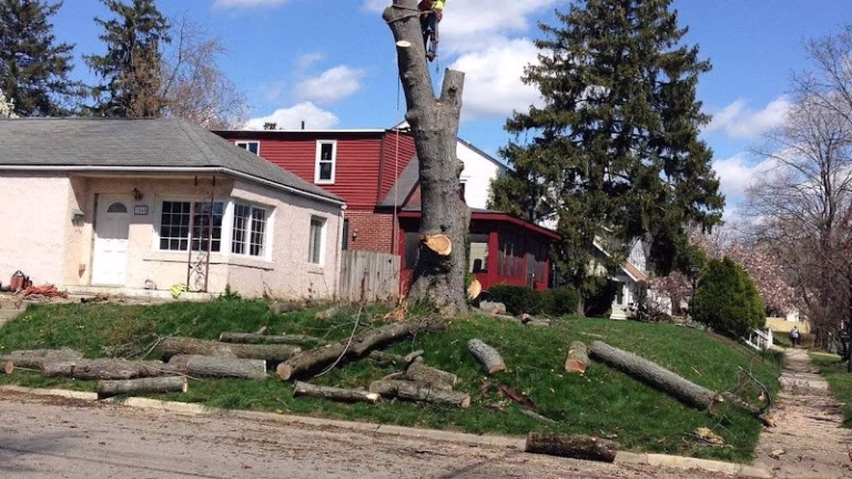 310098 real sky tree services llc 768x432