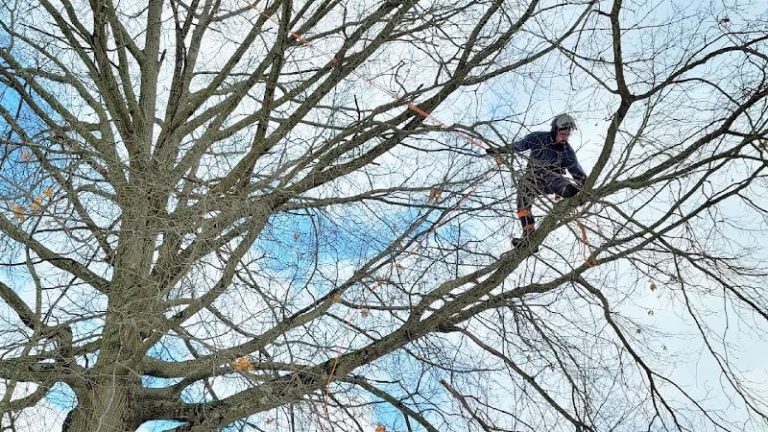 310136 arborist solutions 768x432