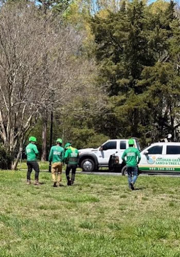 310186 guzman green land tree llc