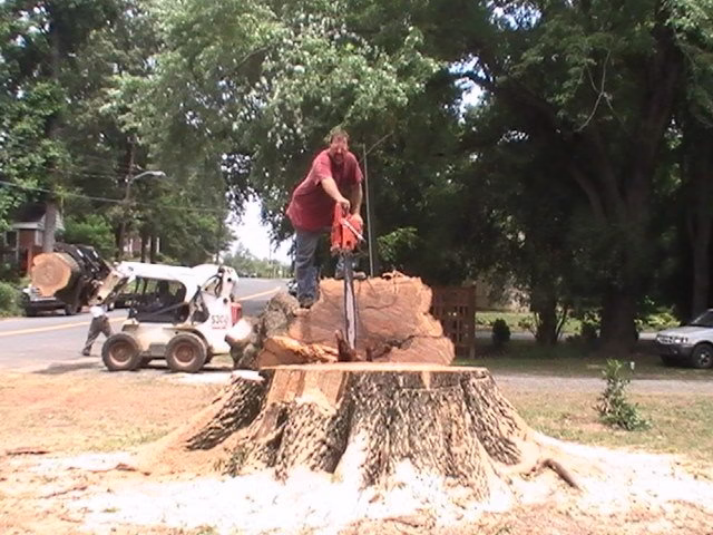 310214 alpine tree service