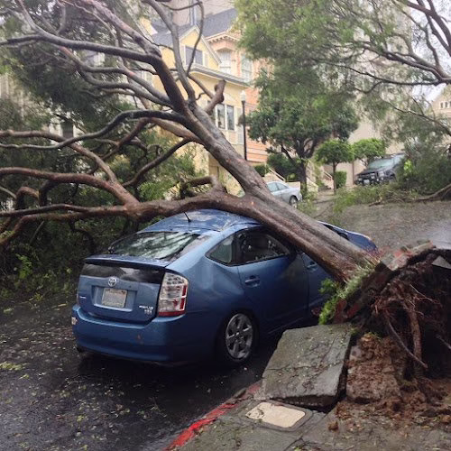 310252 cc tree design