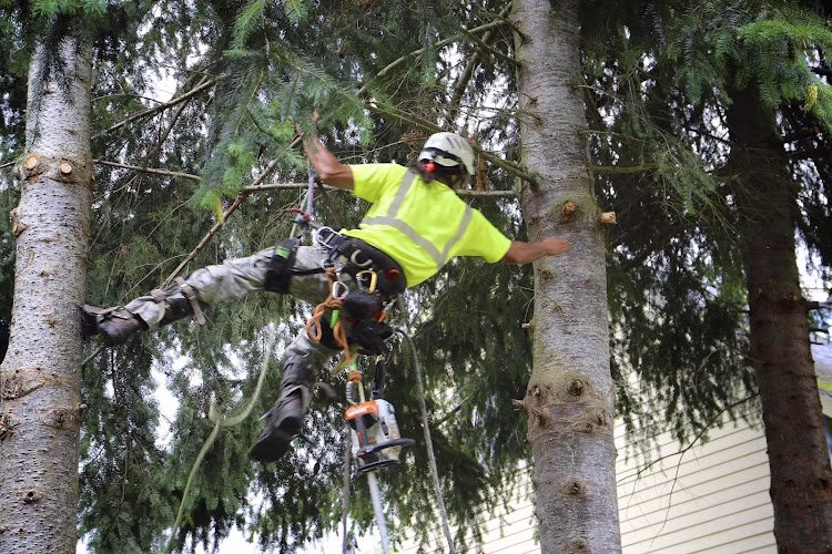 310379 zees tree service