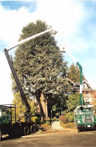 310395 northwest insured tree service
