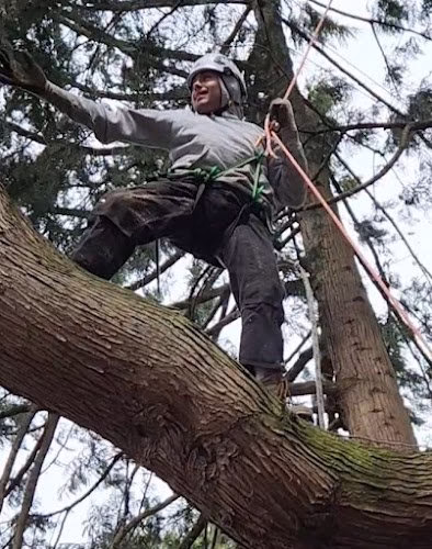 310397 ravenna arborists