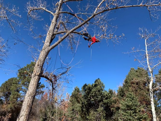 310414 preservation tree care inc