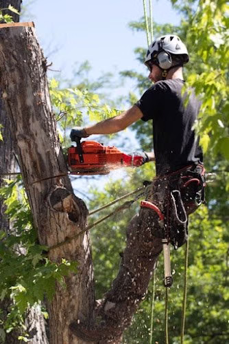 310431 little bear tree service