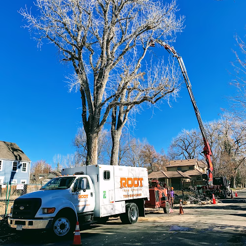 310437 root tree service
