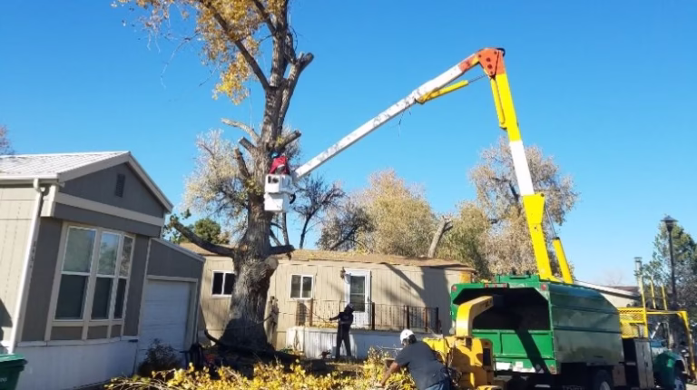 310439 ace tree service 768x430