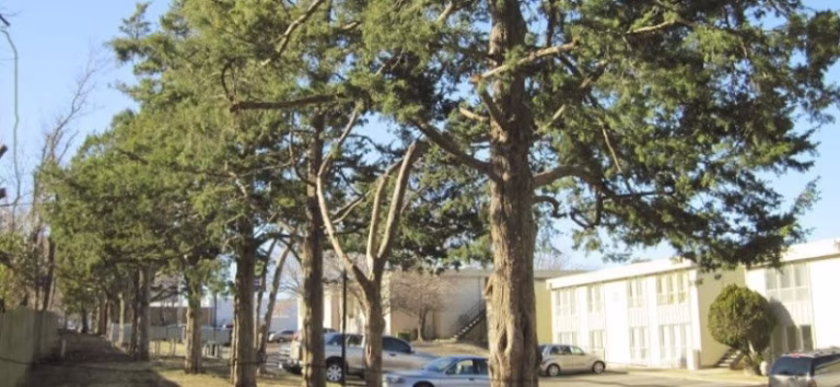 310452 cross timbers arborist 768x354