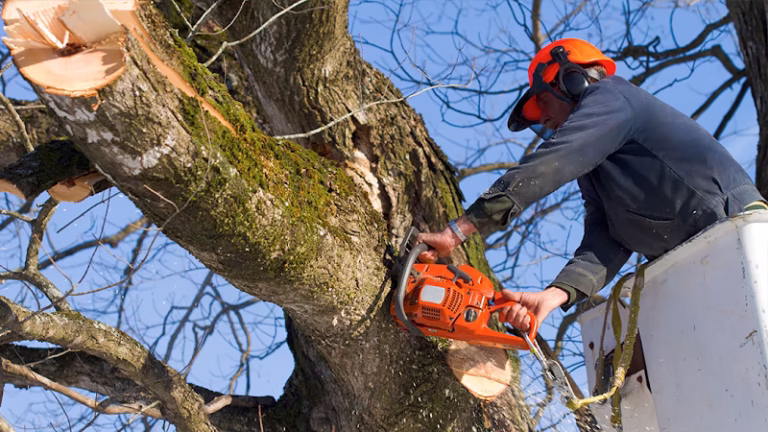 310458 james luker tree service 768x432