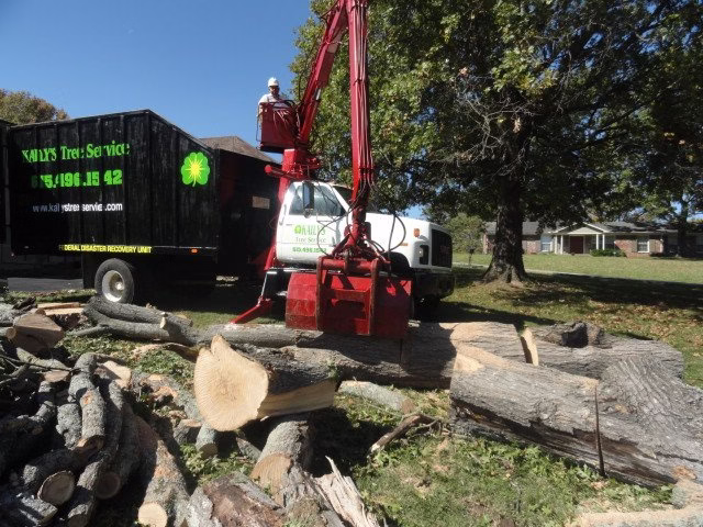 310507 kailys tree services