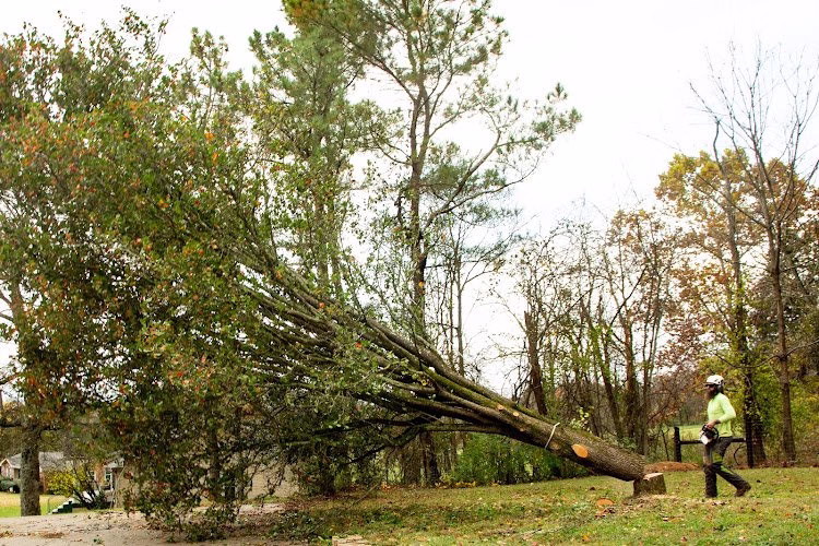 310553 champion tree llc