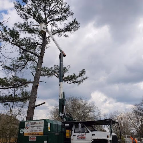 310558 dandy tree service