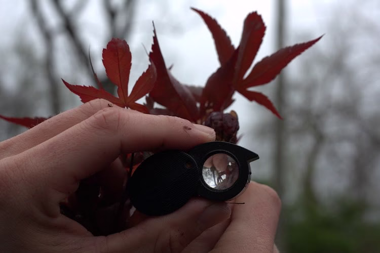 310564 dendro tree care