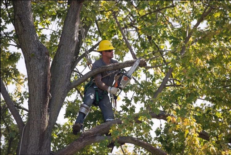 310589 alexandria tree services unlimited