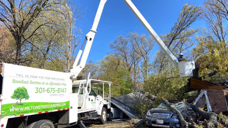 310591 miltons tree care services llc 768x432
