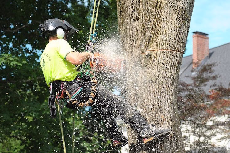 310627 arborway tree care