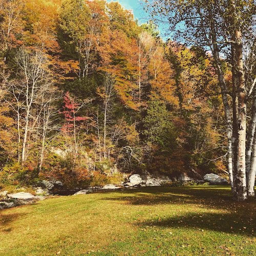 310641 boston tree preservation