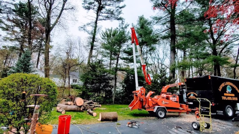 310666 lopez landscaping tree service 768x432