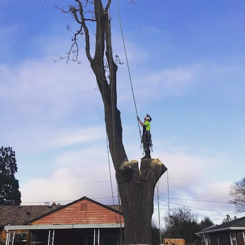 310687 samsara tree care 1