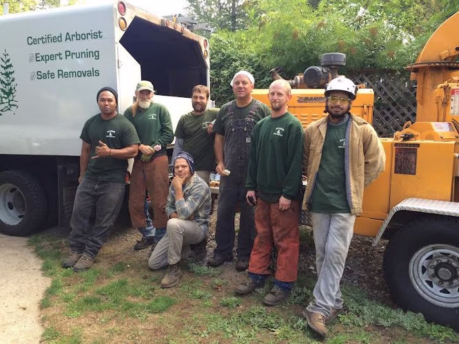 310697 beaverton or tree removal tree trimming by badger tree service