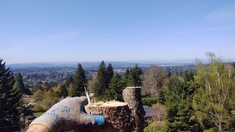 310730 colt tree service inc