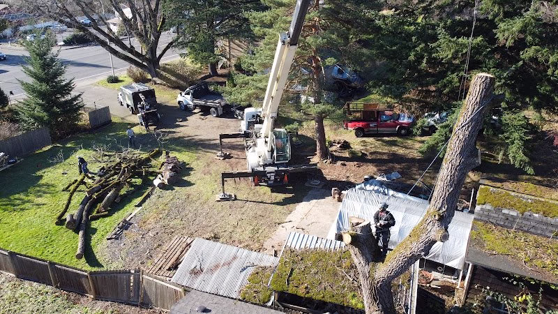 310747 kings tree service llc