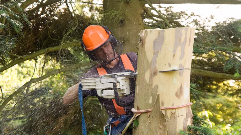 310774 frank jastrabeks tree service experts inc 768x432