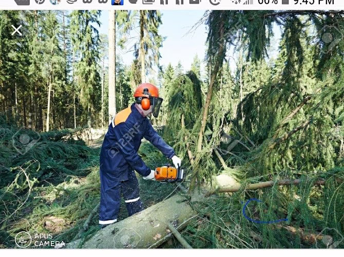 310813 classic tree service