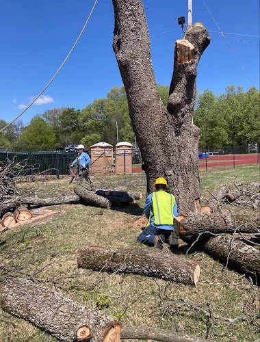 310821 southern tree and renovations memphis