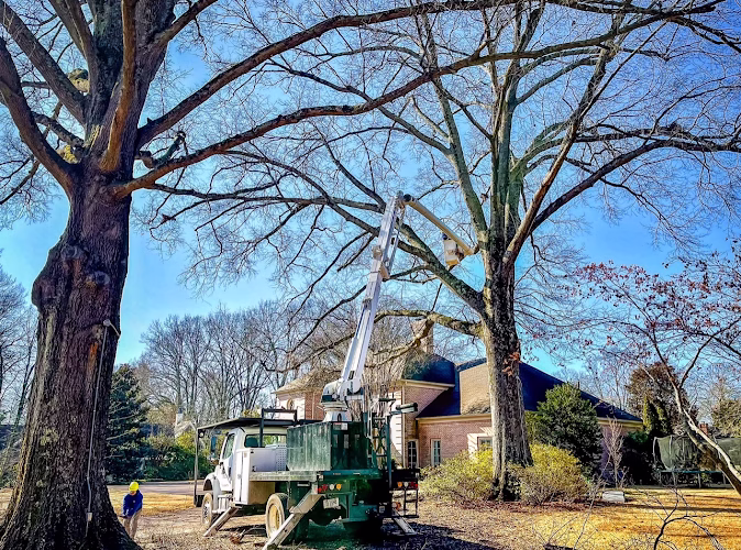 310827 woodland tree service