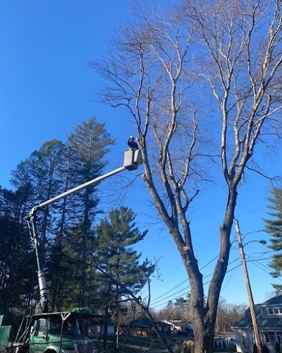 310908 thrive tree service louisville