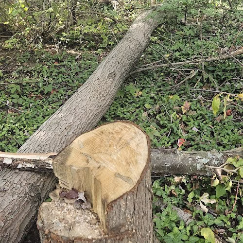 310917 treemendous tree care