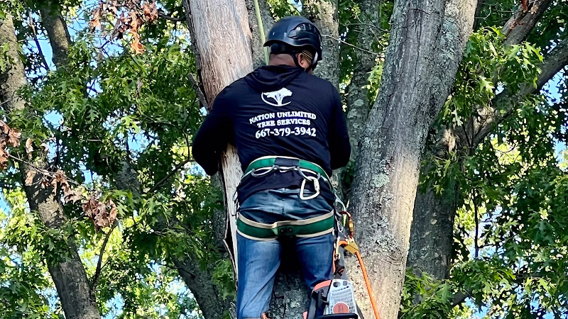 310988 nation unlimited tree services