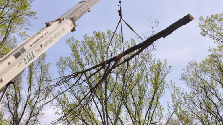 310990 a aaa tree service 768x432