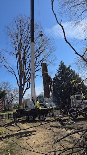 311016 white oak tree expert