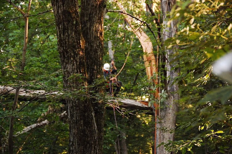 311030 carroll tree service inc