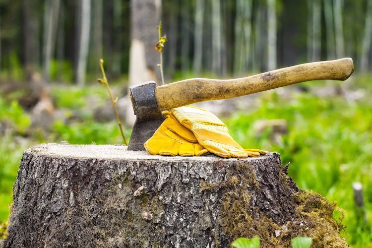 311036 a cut above tree experts