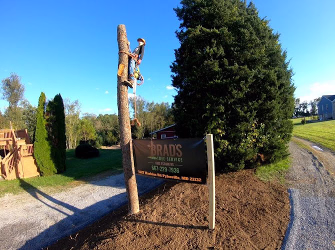 311047 brads tree service and landscape design llc
